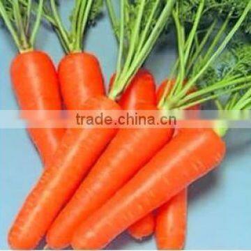 New harvested Chinese fresh baby carrots/organic baby carrots/yellow carrot