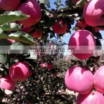 THE HARVEST ORCHARD