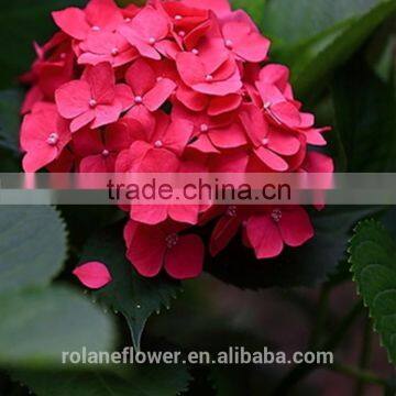 For Christmas Decoration White Hydrangea Bouquet Brooch Bouquet Wedding From Yunnan