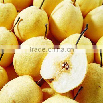 IQF Frozen pear diced with best price