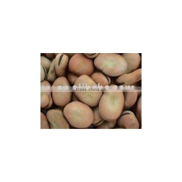 broad bean--reasonable price