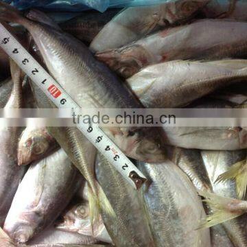 2016 WR frozen horse mackerel 14-15cm