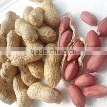 Raw peanuts for sale