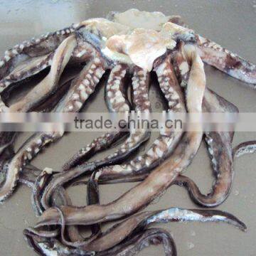 frozen giant illex squid tentacles