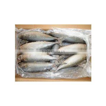 Frozen Mackerel photo-2