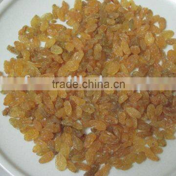 2009 new crop golden raisin(712)