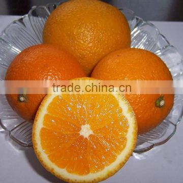 Cheaper Price of Fresh Navel Orange