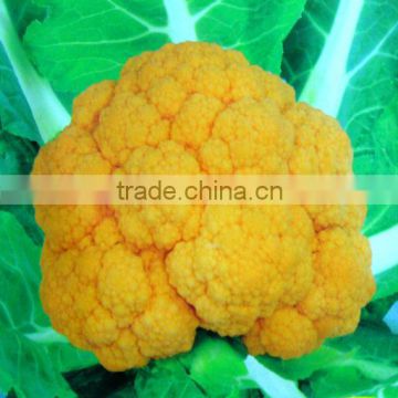 Yellow Cheddar Gold Cauliflower Seeds 1.2KG-Golden Queen!