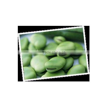 Super High Quality of Broad bean Protein,Vicia Faba Extract, Broad bean Extract