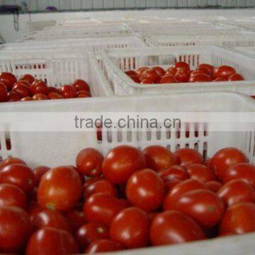 specification fresh tomato, bulk tomato paste Tomato Sauce tomato paste brands