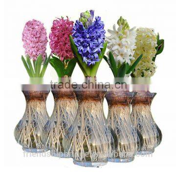 Hydroponic Dutch Hyacinth Flower Bulbs, Hyacinthus orientalis