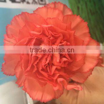 Cheap Big Carnations Heads for Wholesale photo-2