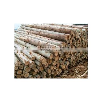 Factory Eucalyptus core veneer