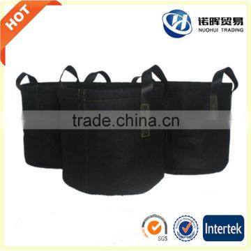 Oyster Mushroom Grow Bag photo-2