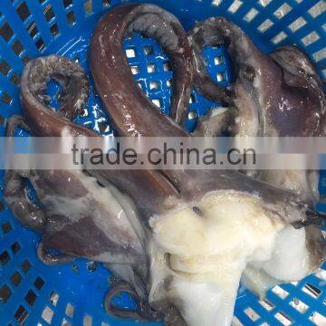 Wholesale Illex Squid Head Tentacle Sleeve Fish to Exporter photo-2