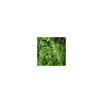 Sophora Flavescens Extract