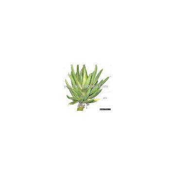 Sell Artificial  Aloe