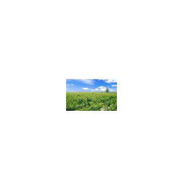 Linyi Qiwei foodstuff Co.,LTD