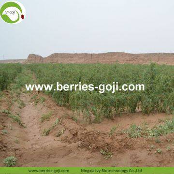 Factory Supply Nutrition Dried Lycium Berry photo-3