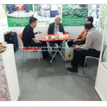 High Quality Chinese Striped Sunflower Seeds 601 photo-3