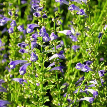 Factory Direct Sale Scutellaria Baicalensis Root Extract 80% Baicalin photo-5