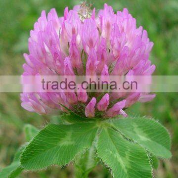 Red Clover extract/Isoflavones 2.5% 10% 20% 40%