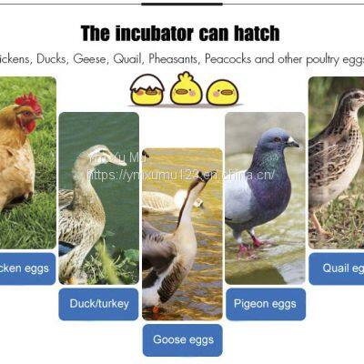 Automatic Chicken Eggs Hatcher Incubators photo-4