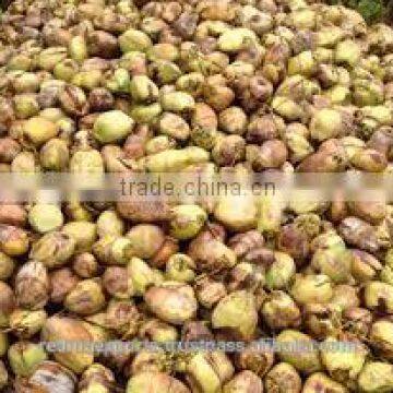 Wholesale Desiccated Coconut in India photo-4