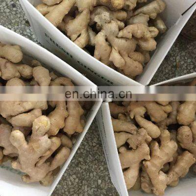 2020 Hot Sale Fresh Vegetable Fresh Ginger photo-3