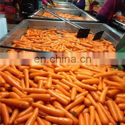 Fresh Carrot photo-5