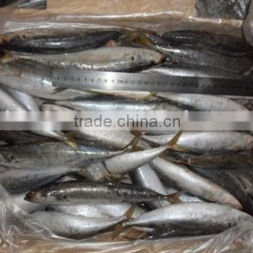 Slender mackerel whole round from China with size 66 -70pcs / 10 kg