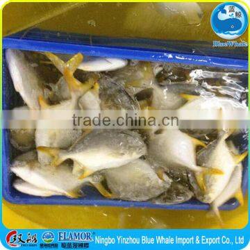 Frozen chinese Pomfret for sale Chinese specialties