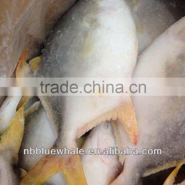 300-500G 400-600G 500-700G 800G UP pompano fish