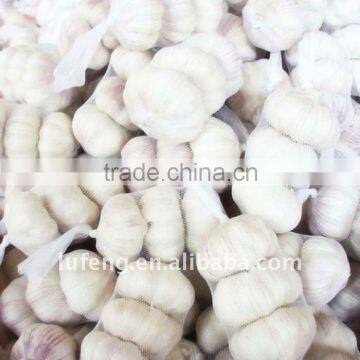 White Garlic Price