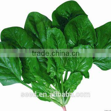 autumn cultivation spinach hybrid seeds SXS No.4