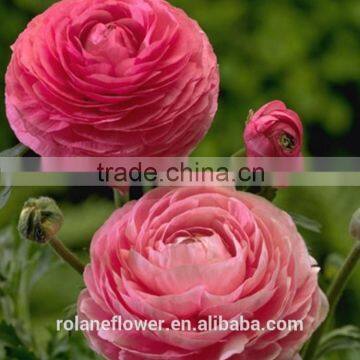 Valentine's Day Wholesale Good Quality Bright Yellow Fresh Fan Columbine From China photo-5