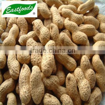 shandong origin peanut in shell