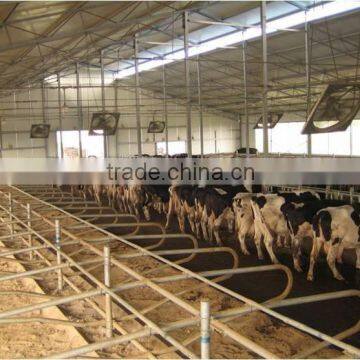 PREFAB STEEL STRUCURE COW SHED