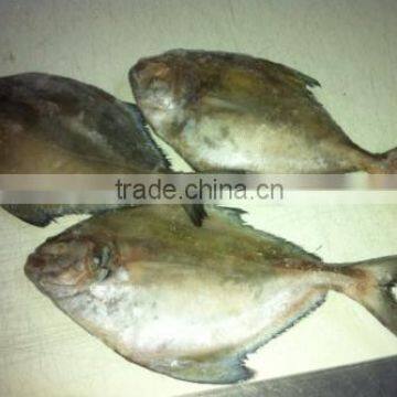 Frozen Black Pomfret whole round