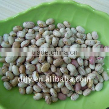 Light Speckled Kidney Bean Huanan Round