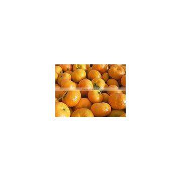 2011 BABY mandarin orange in plastic cartons