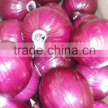 Fresh Peeled Onion for Exporting