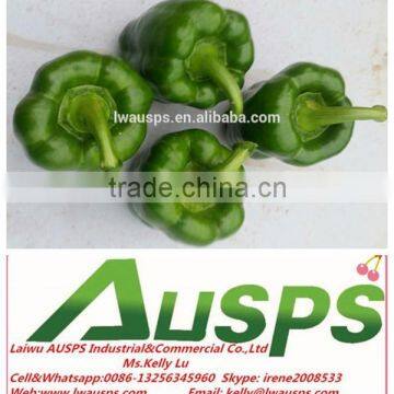 fresh green capsicum to Thailand market