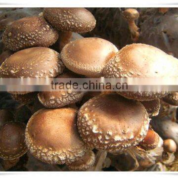Best Selling Fresh Frozen Shiitake Mushroom photo-2
