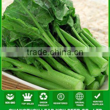 NCS03 Marcher quality chinese flowering cabbage seeds for growing