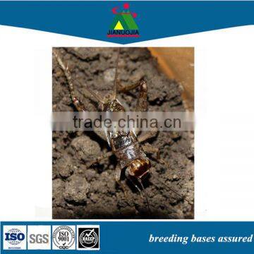 insects dried cricket frozen animal pet food