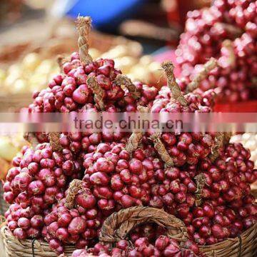 Fresh Red Onion photo-2