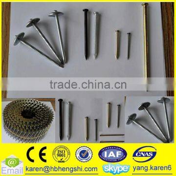 Umbrella Head Iron Nails, Galvanized Nails, Iron Nails,coil Nails, Nails Supplier