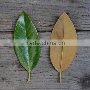 Real Preserved Magnolia Leaves Magnolia Branches for Export photo-3