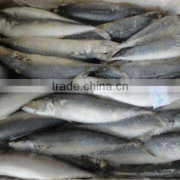 colombia of frozen mackerel